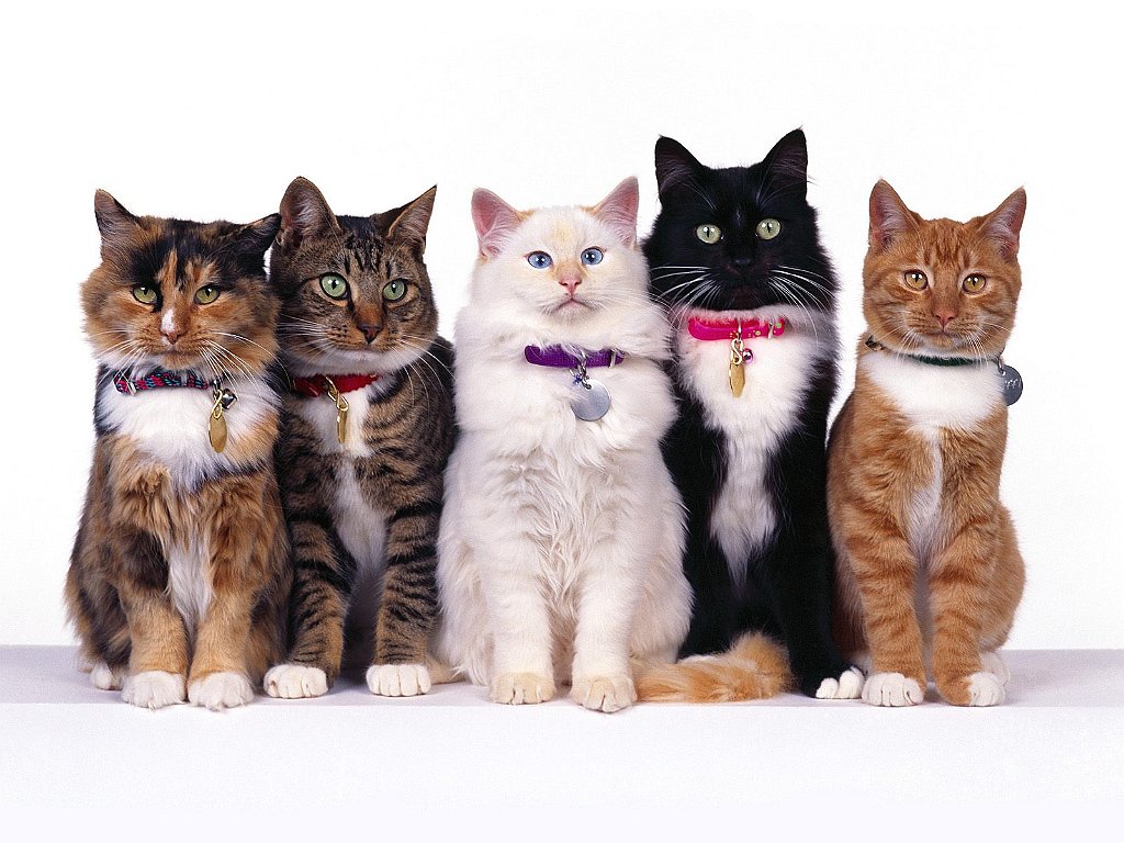 Fancy Felines
